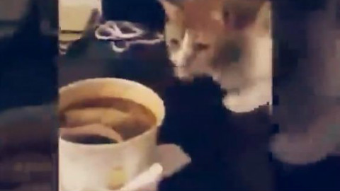 一哥们打包了臭豆腐回家,然后家里的喵。。。做出了埋屎的动作